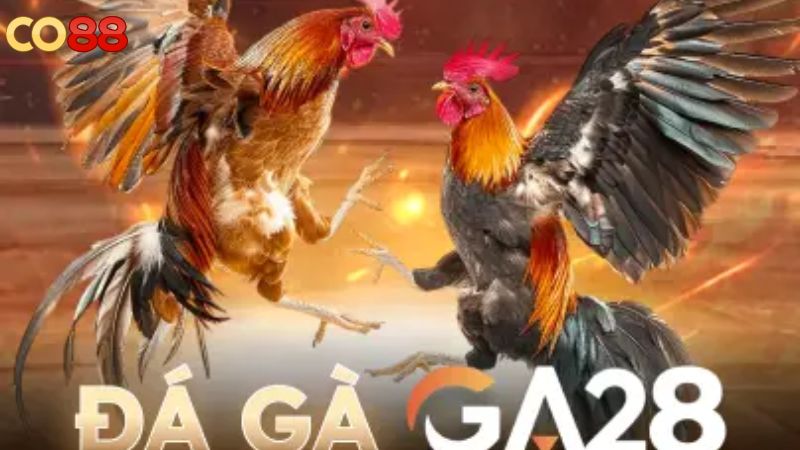 Tìm hiểu về sảnh đá gà CO88 hiện nay