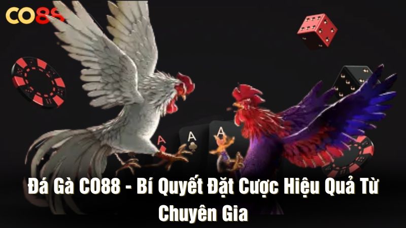 Đá gà CO88 - Bí quyết đặt cược hiệu quả từ chuyên gia